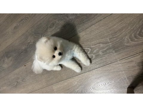 3 aylık pomeranian