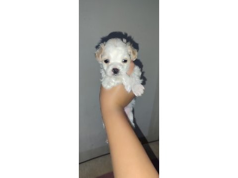 Yeni yavru köpeklerimiz sahiplerini bekliyorlar