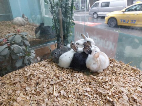 35 günlük yerli tavşanlar