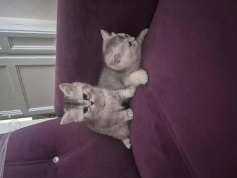 2 aylık british shorthair