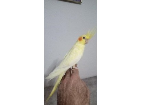 Evcil sultan papağanı yavrularımız