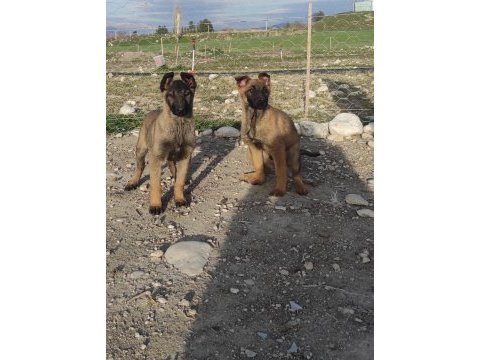 1 dişi ve 1 erkek belçika kurdu aşıları yapıldı