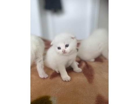 Safkan british shorthair kedimiz