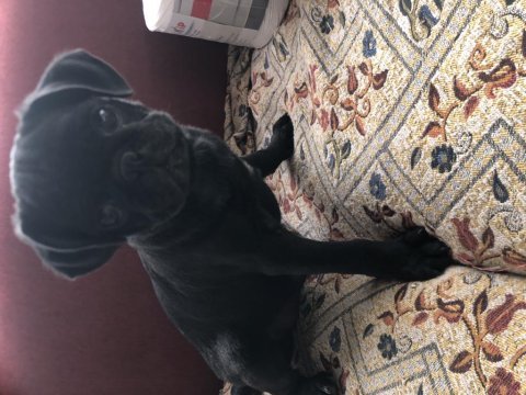 Son erkek safkan pug mops yavrumuz