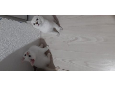 British shorthair evcilmen yavrularımız