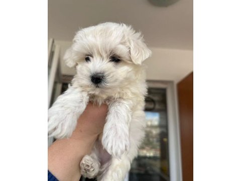 Terrier maltese malta