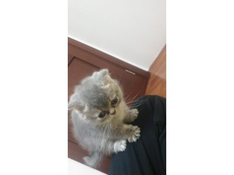 2 aylık britsh shorthair kedime yuva arıyorum