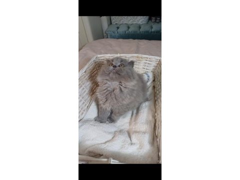 Anne altından british longhair bebekler