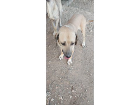 3 köpeğimizi sahiplendirme
