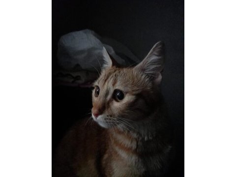 Kedimiz maya için yeni yuva arıyoruz