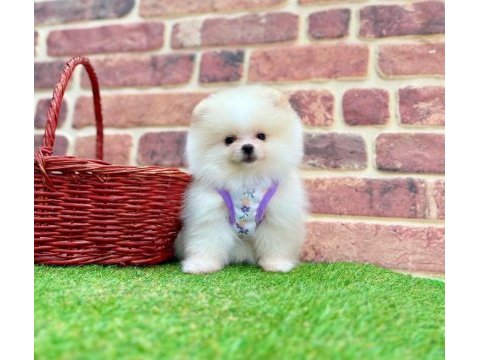 Pomeranian boo dişi