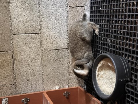 Çok acil iki adet tavşan