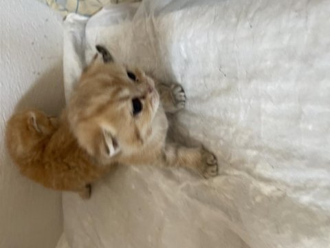 Sahiplendirilecek british shorthair