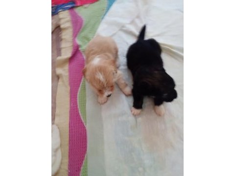 2 aylık erkek terrier