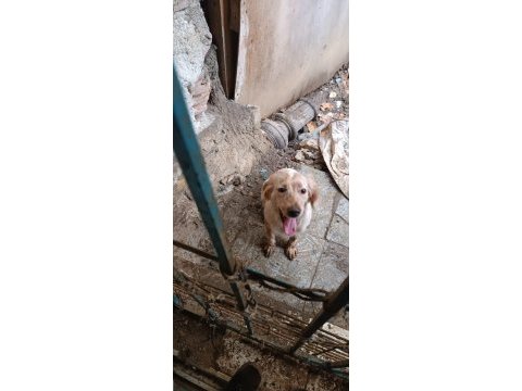 İngiliz setter av köpeği