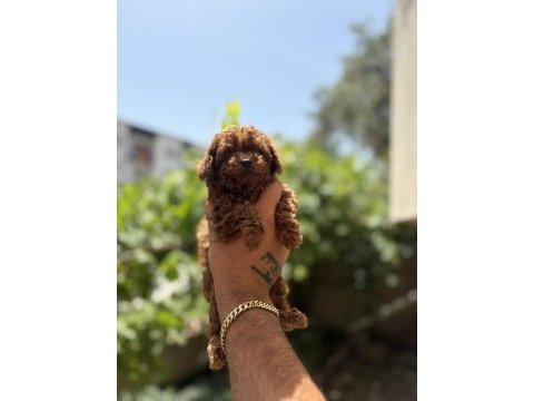 Orjinal kore toy poodle bebekler son 2 erkek kaldı
