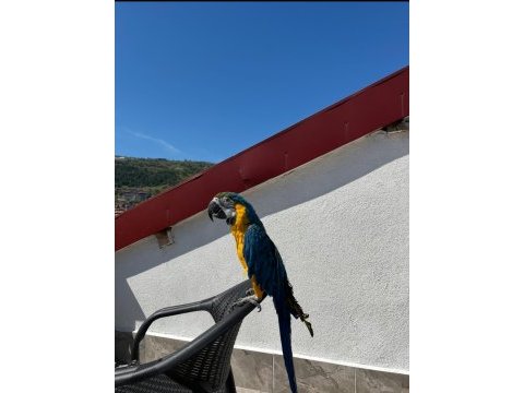 Full evcil 1.5 yaşında macaw