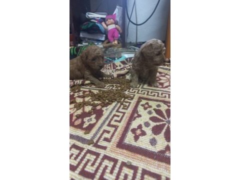 Toy poodle yavrularımız sizlere dost olmaya hazırdır