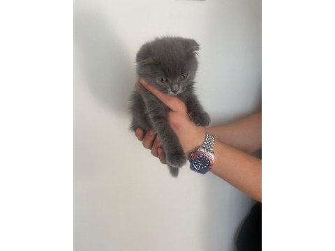 Scottish fold