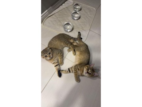 British shorthair sağlıklı yavrular
