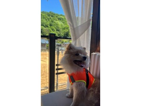 Tilki pomeranian boo poffy