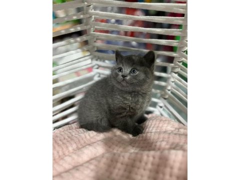 British shorthair ve scottish yavrularımız