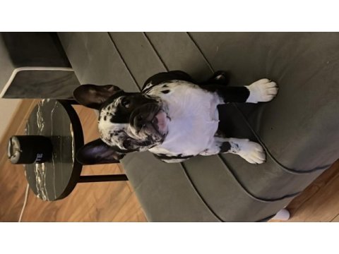 Black merle ten french bulldog