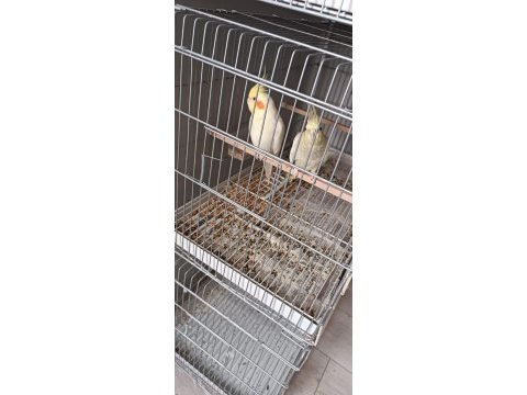 Birbirinden güzel sultan papağanı acil satılık