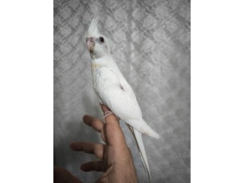 Sultan yavruları 2 aylik albino