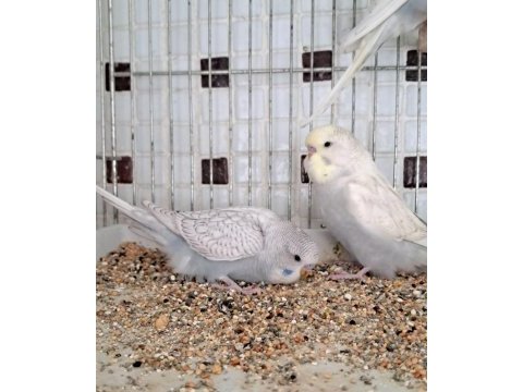 Erkek muhabbet kuşu yavrular ele alıştırmalık