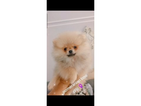 Pomeranian boo dişi yavru