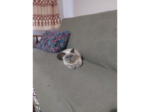 British blue point dişi kedimiz