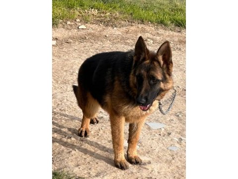 Şecereli alman çoban köpeği