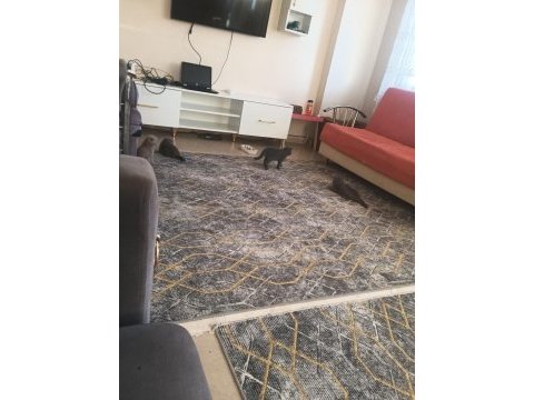 Yavru kediler sütten kesilmiş yaş ve kuru mama yiyor