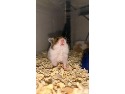 Birbirinden güzel hamster minikler