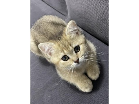 Orjinal british shorthair