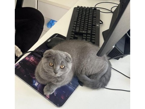 Tuvalet eğitimli 2 aylık inanılmaz tatlı scottish fold