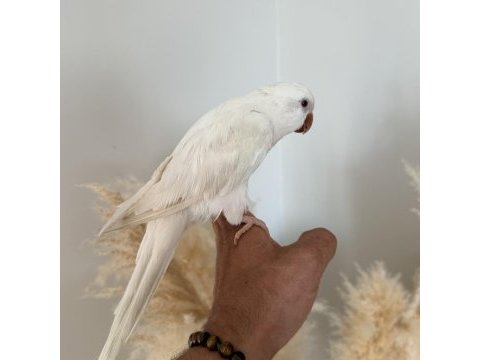 8 aylık albino monk papağanı