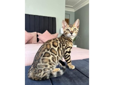 Show class bengal kedisi dişi 3 aylık