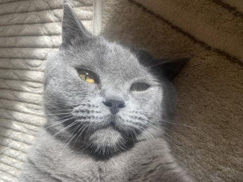 9 aylık british kimliği aşıları tamdır
