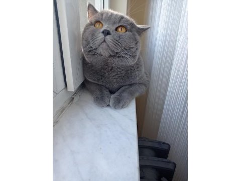 Erkek ve dişi kedilerimize yeni yuva aramaktayız