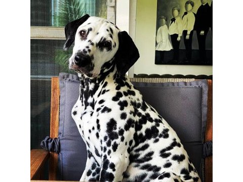 Anne altından dalmaçyalı (dalmatian) yavrular