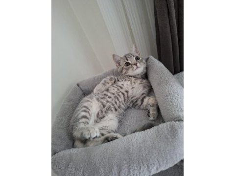 British shorthair 3 aylık kedimiz