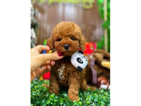 Tarçınlı kurabiye maltipoo