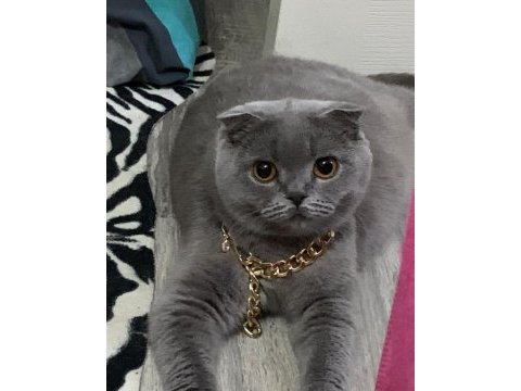 Scottish fold kızımız sahiplendirilecektir