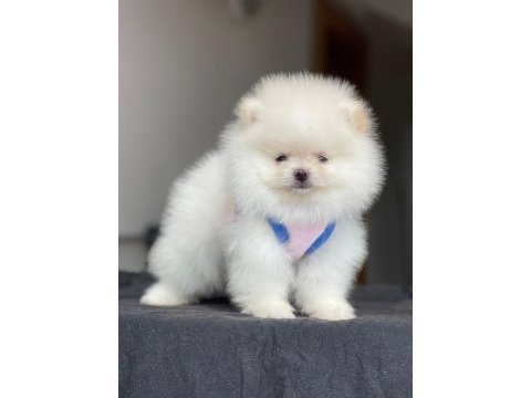 Teacup pomeranıan boo