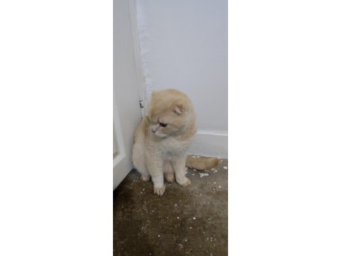 Paşa evladımız 1.5 yaşında scottish fold