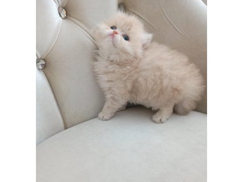 British longhair dişi yavrumuz