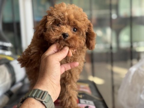 4 aylık 700 gr tea cup kore poodle ziyarete açık