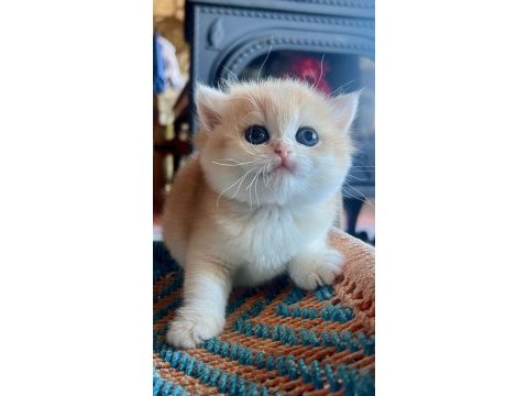 Saf kan golden british shorthair yavruları (wcf kayıtlı)